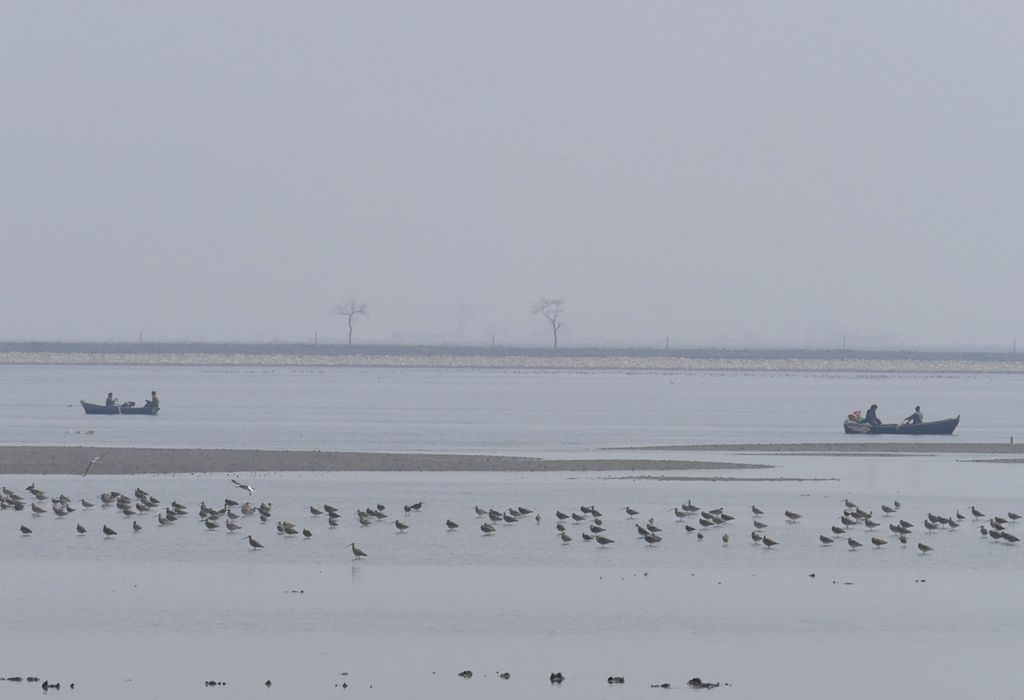 A mixed flock of curlews and bar-tailed godwits on the muddy shores of an estuary, North Korea