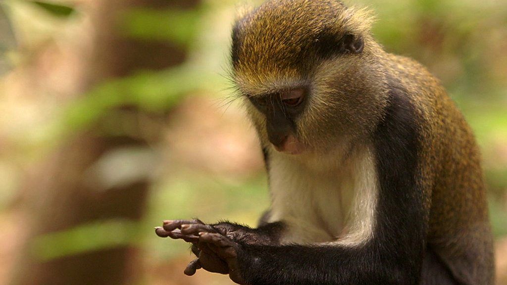 The villages that have become a sanctuary for monkeys - BBC News