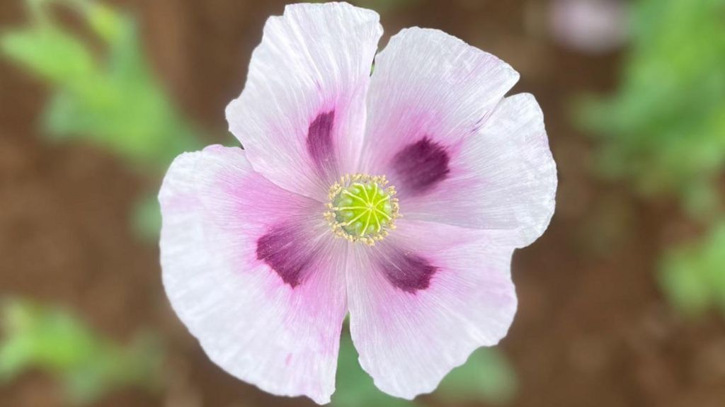 Closeup of white poppy with purple inside