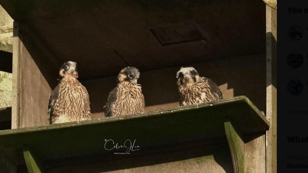 three peregrine falcon chicks