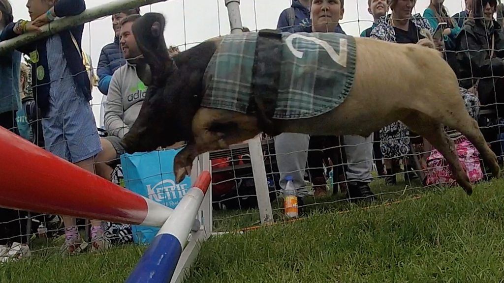 Racing pig at Royal Norfolk Show