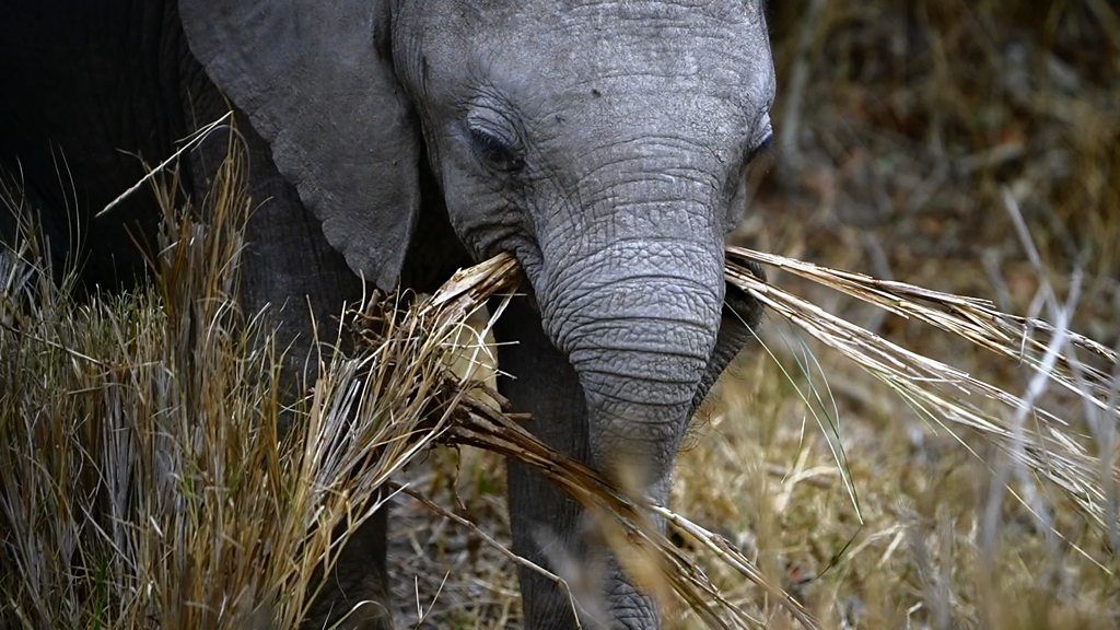 Elephant calf eating grass