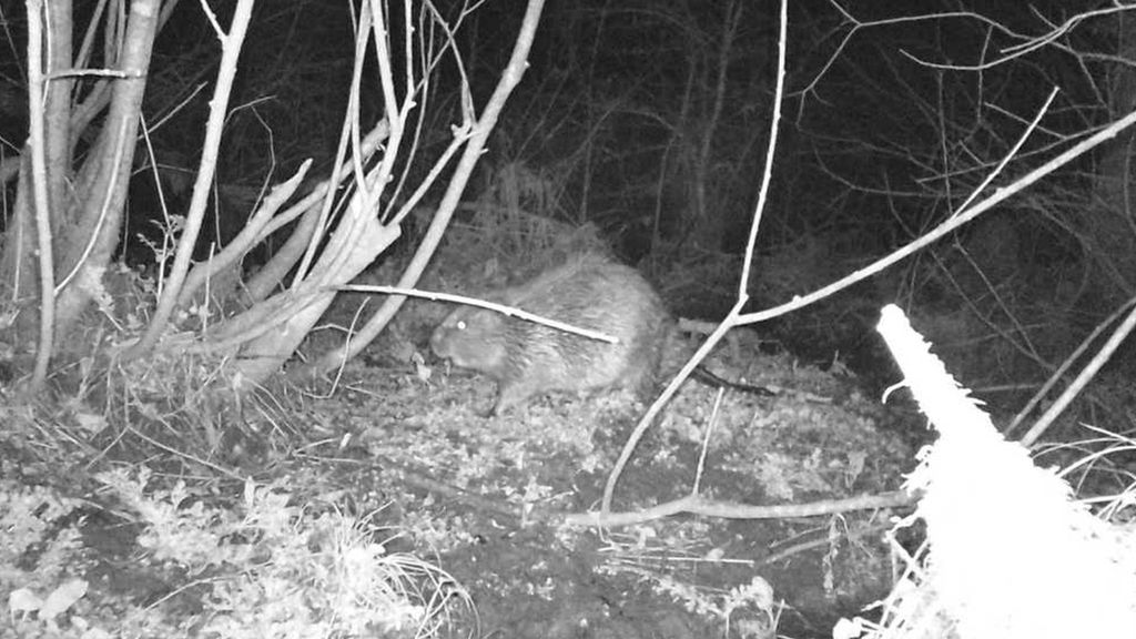 A beaver at night