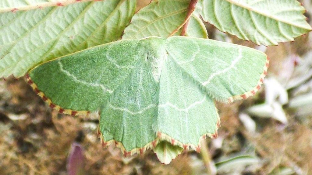 The Sussex Emerald moth