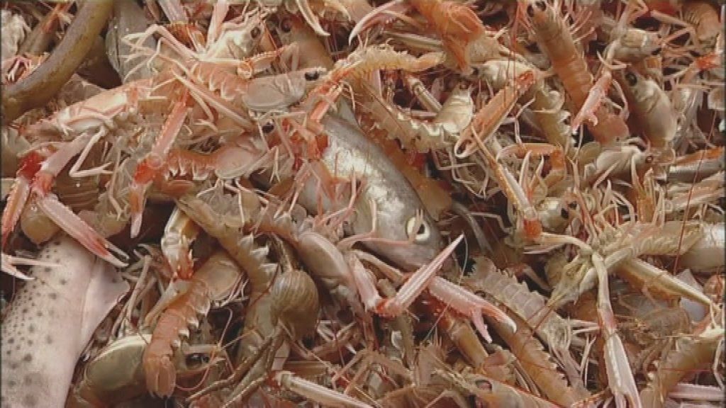 Prawns