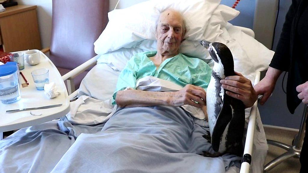 Patient with penguin