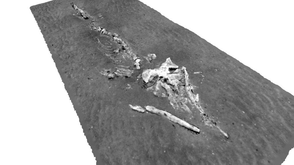 3D reconstruction of whale skeleton at Darwin Mounds