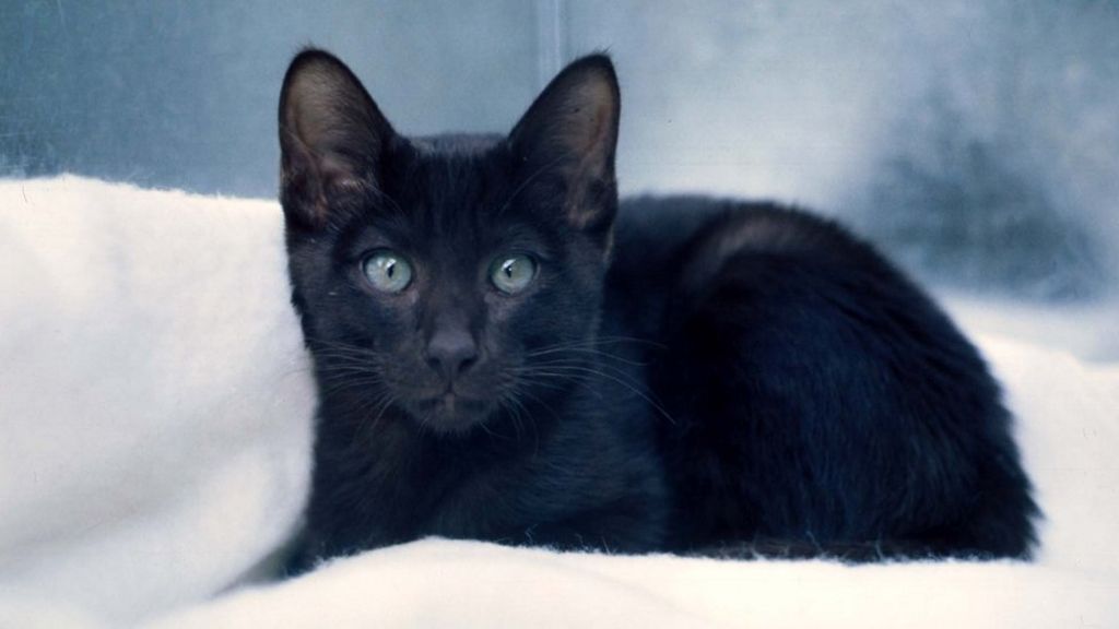 black-cat-awareness-day-beauty-is-more-than-fur-deep-bbc-news