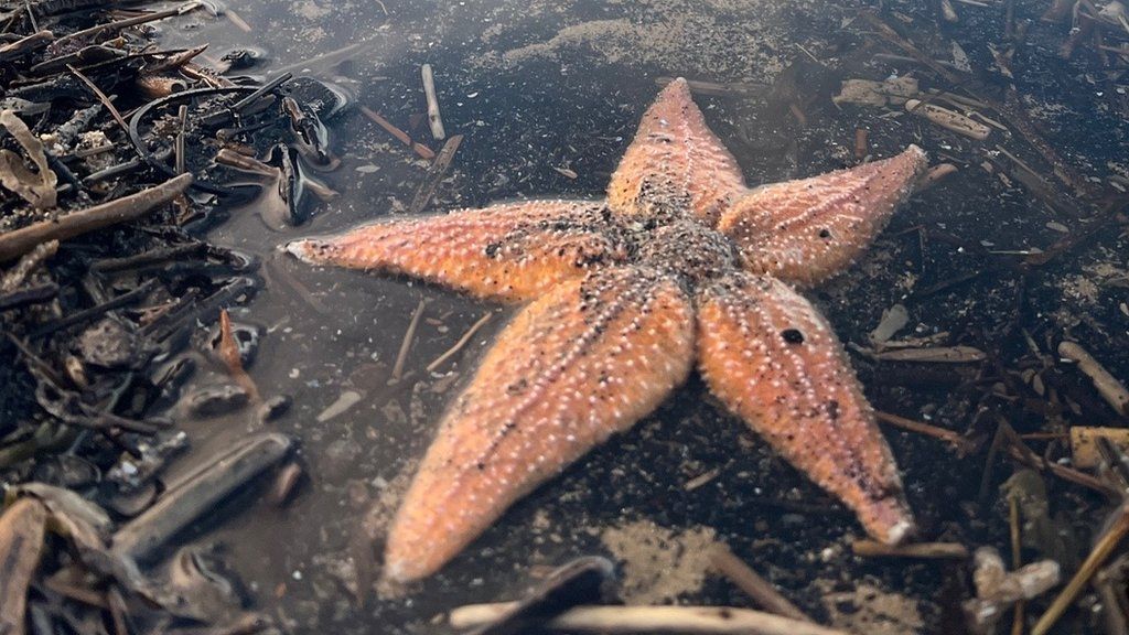 Dead starfish washed up on Saltburn beach