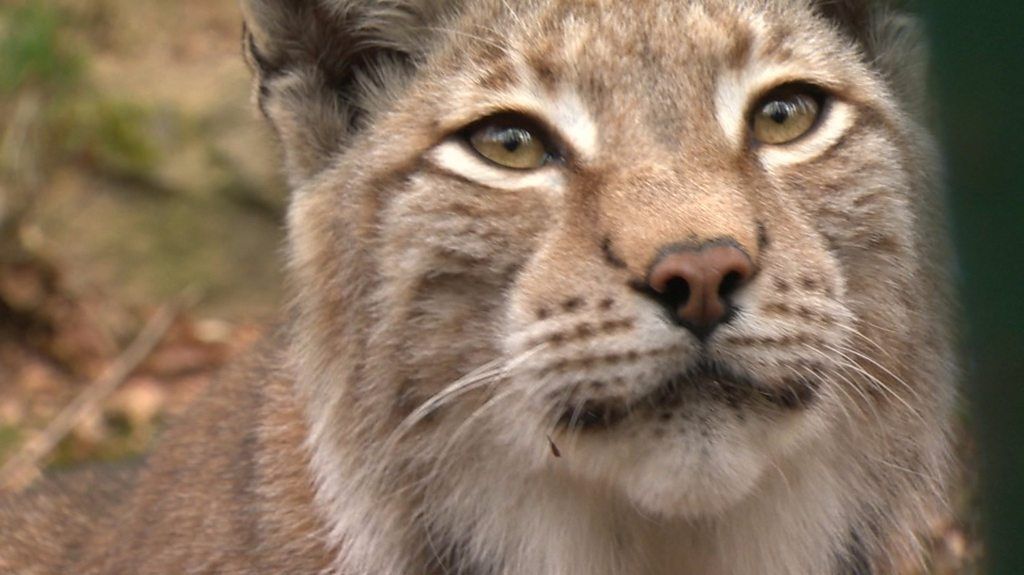 Will wildcat lynx be reintroduced to the UK? - BBC News