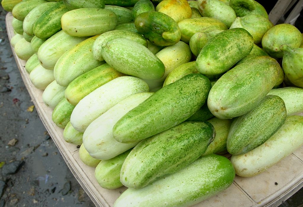 Pile of wild cucumbers