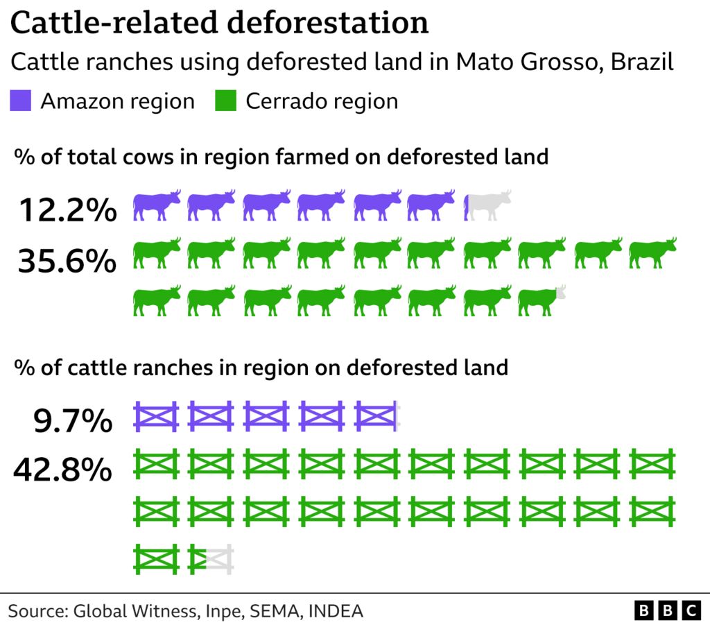 Chart showing amount of cattle coming from deforested land in the Amazon and Cerrado