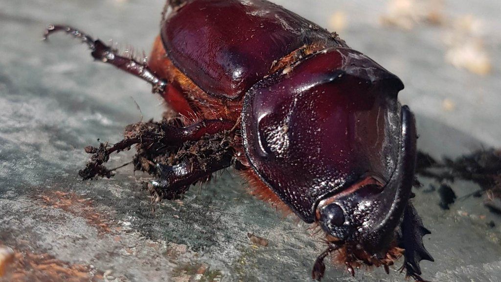 The European Rhinoceros beetle