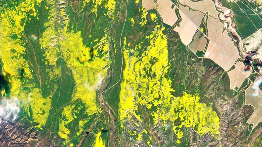 Wildflower 'super bloom' visible from space BBC News