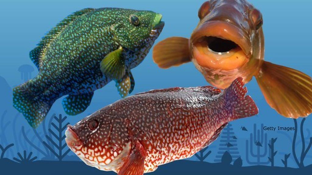 Three wrasse fish on top of a blue sea background