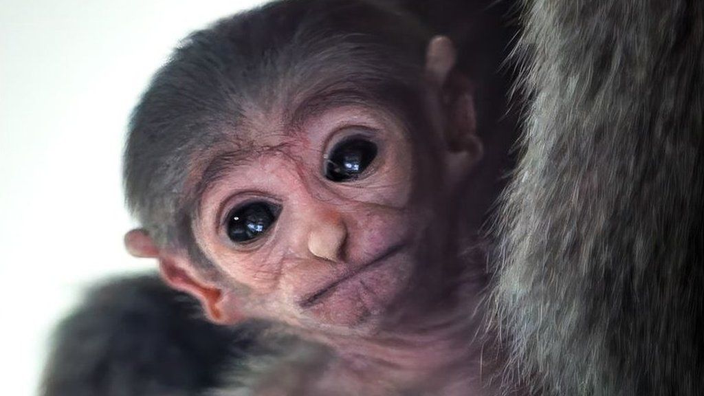 The baby silvery gibbon