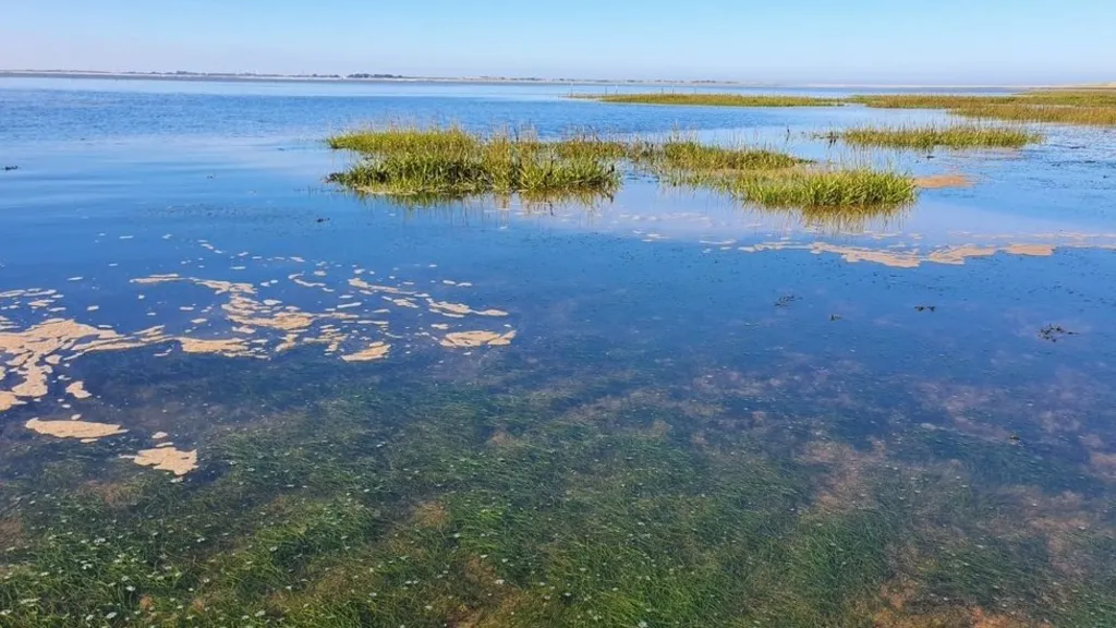 Restoring native oysters in the Humber estuary