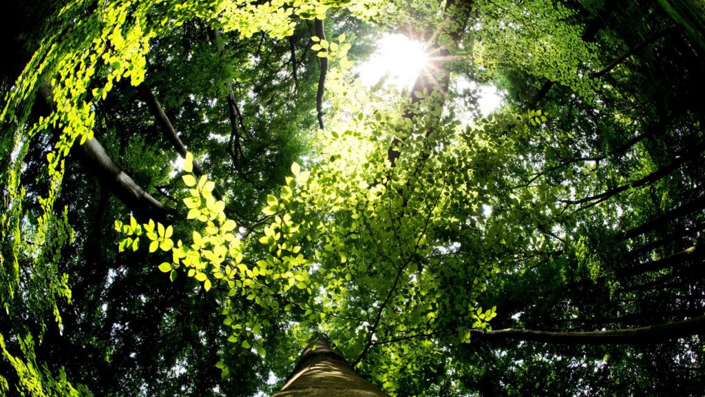 Sci-fi forest tracks carbon impact