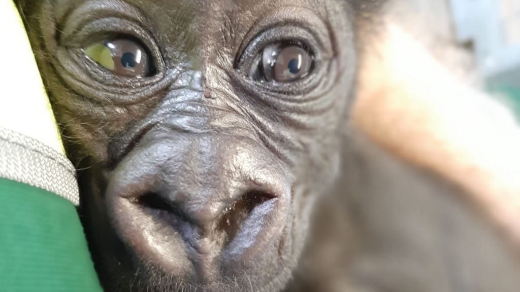 The baby male western lowland gorilla in now two months old.