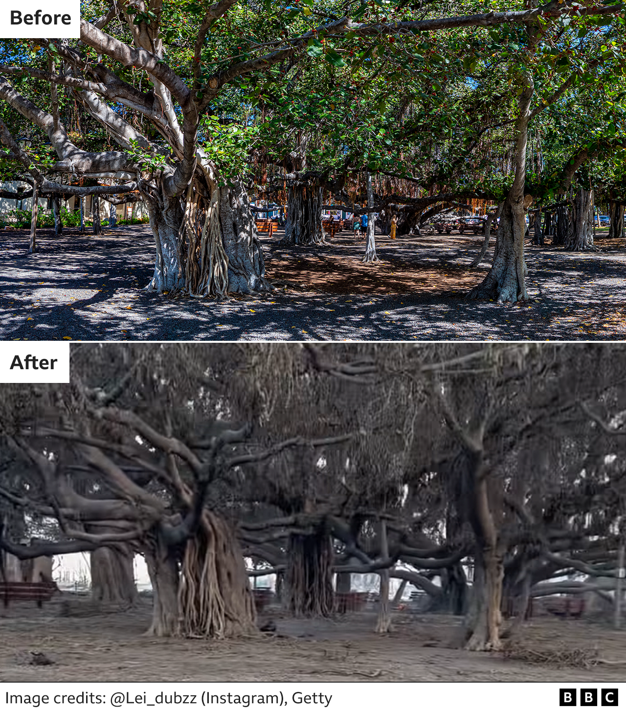 До и после самого старого дерева баньян на Гавайях
