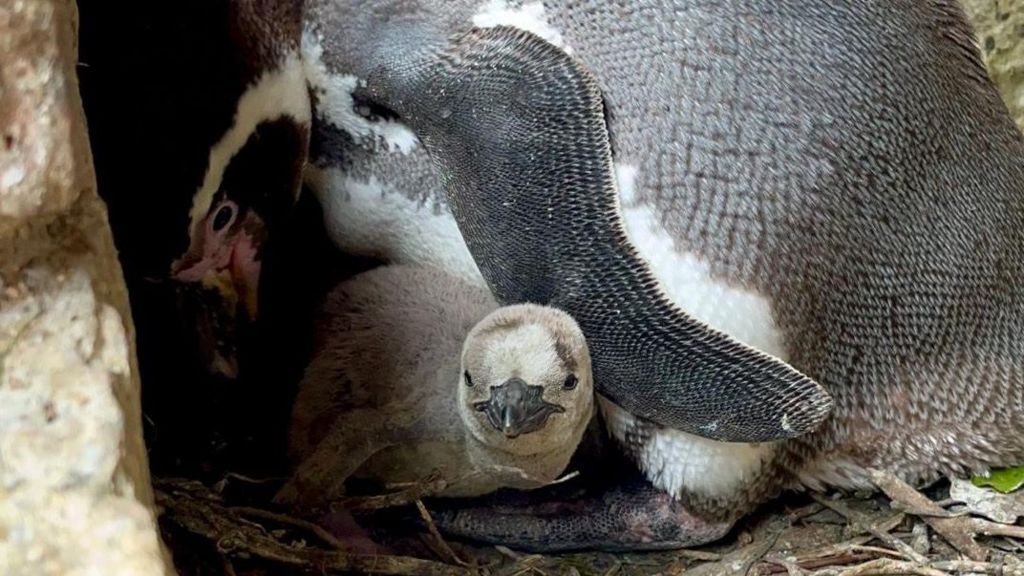 An adult female penguin nuzzles a penguin chick 
