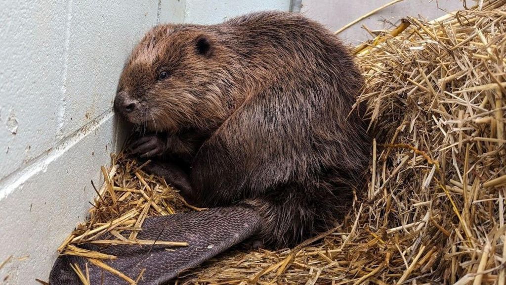 A slightly sad looking furry brown beaver sits on some hay in 
