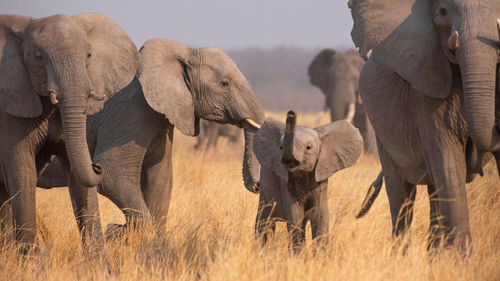 A curious elephant calf smells the air in the dry plains of the Kalahari, Botswana.