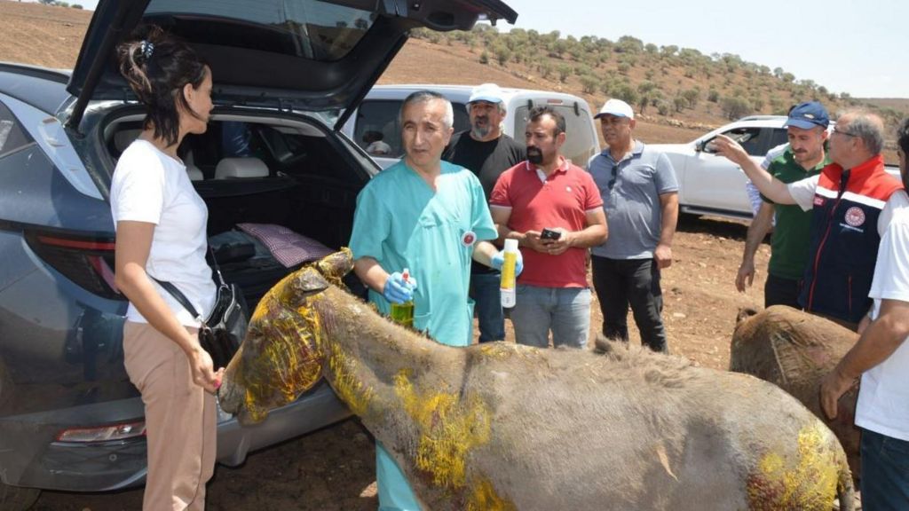Veterinarians tends to a wounded donkey after a fire near Diyarbakir, 21 June