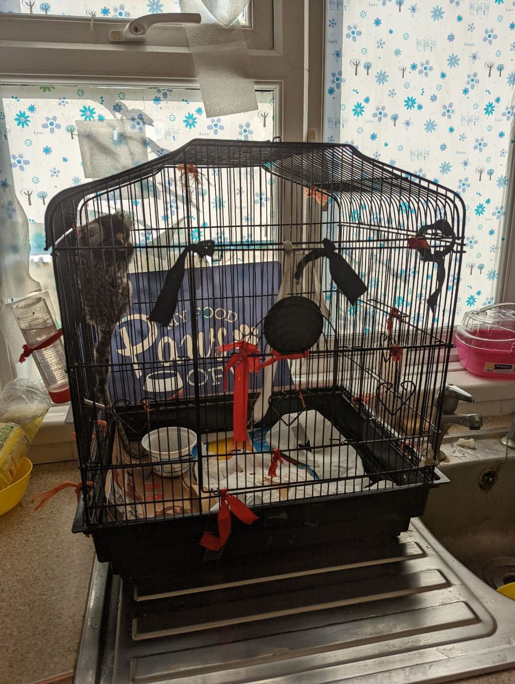 A monkey in a small cage