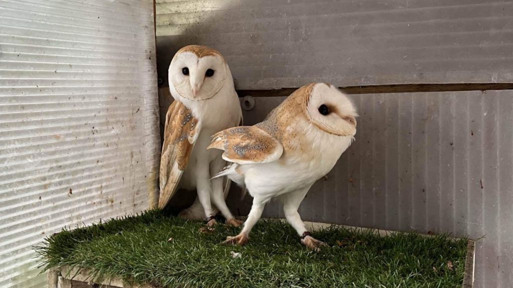 Two white and light brown barn owls on green grass