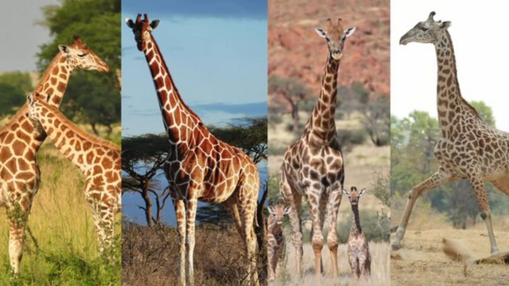 giraffe species distinct four dna bbc identifies study