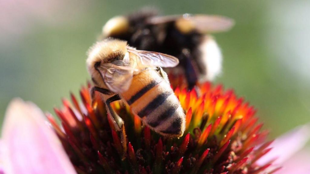 Honey bees collect nectar from a flower