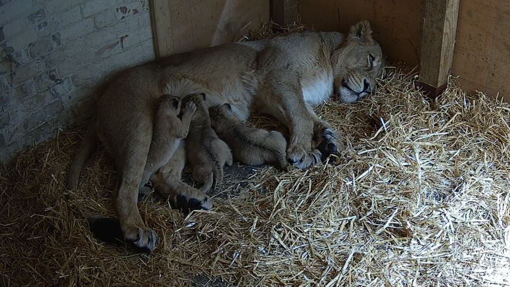 The three cubs suckle on mother Arya