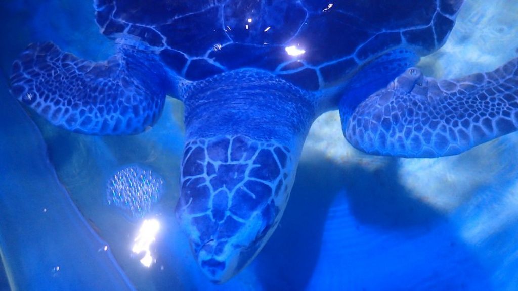 Turtle Menai found at Anglesey is flown to Gran Canaria