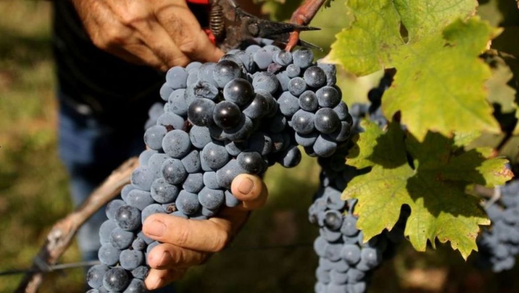 A person's hand collecting grapes by cutting them from the vine