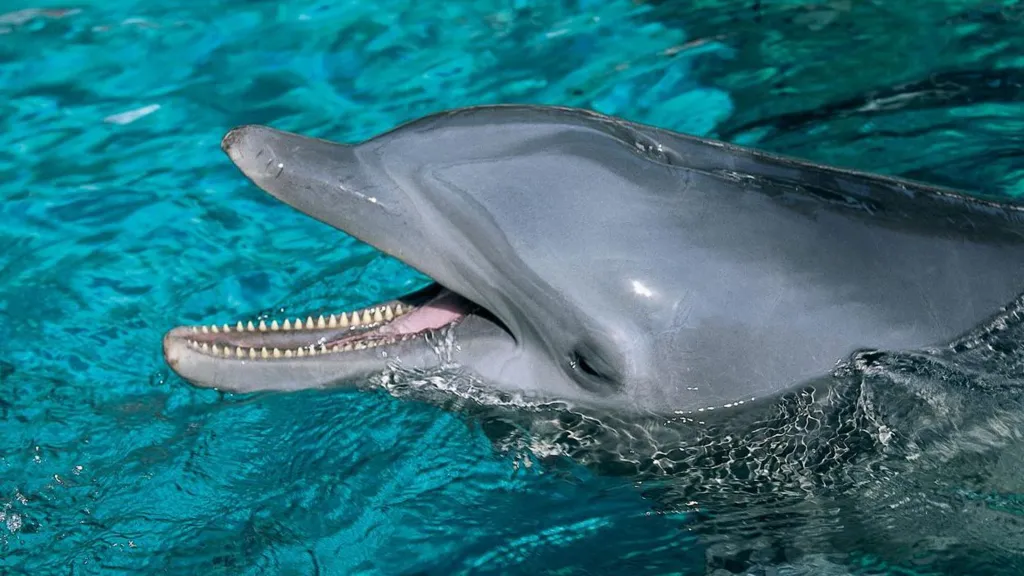 US marine park investigated over animal-welfare concerns US marine park investigated over animal-welfare concerns