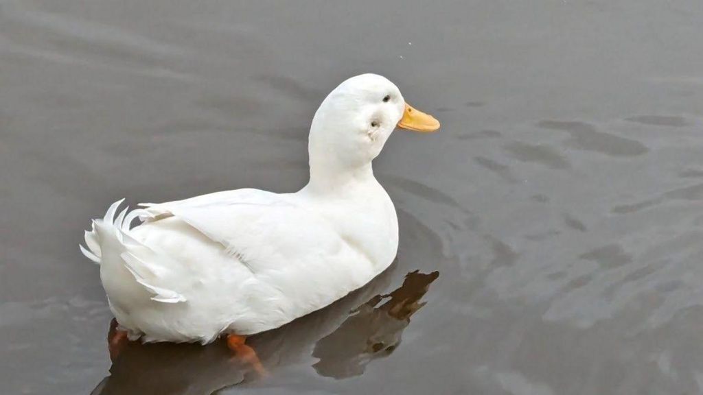 Duck with facial injury