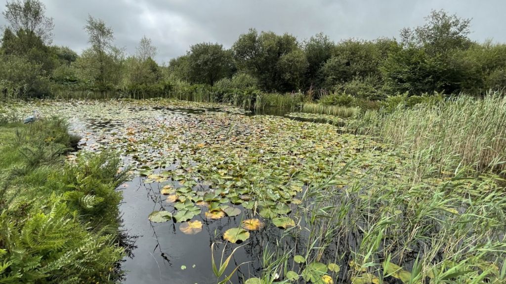 One of the many ponds on the site, covered in water lillies