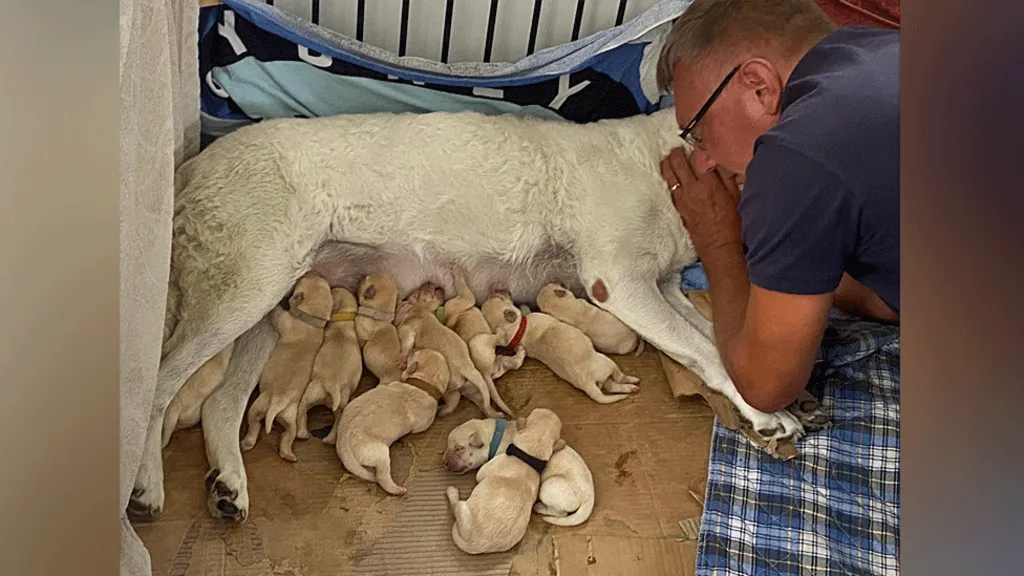 04cf1bf0 866b 11f0 af50 c1dc79fc71e5.png