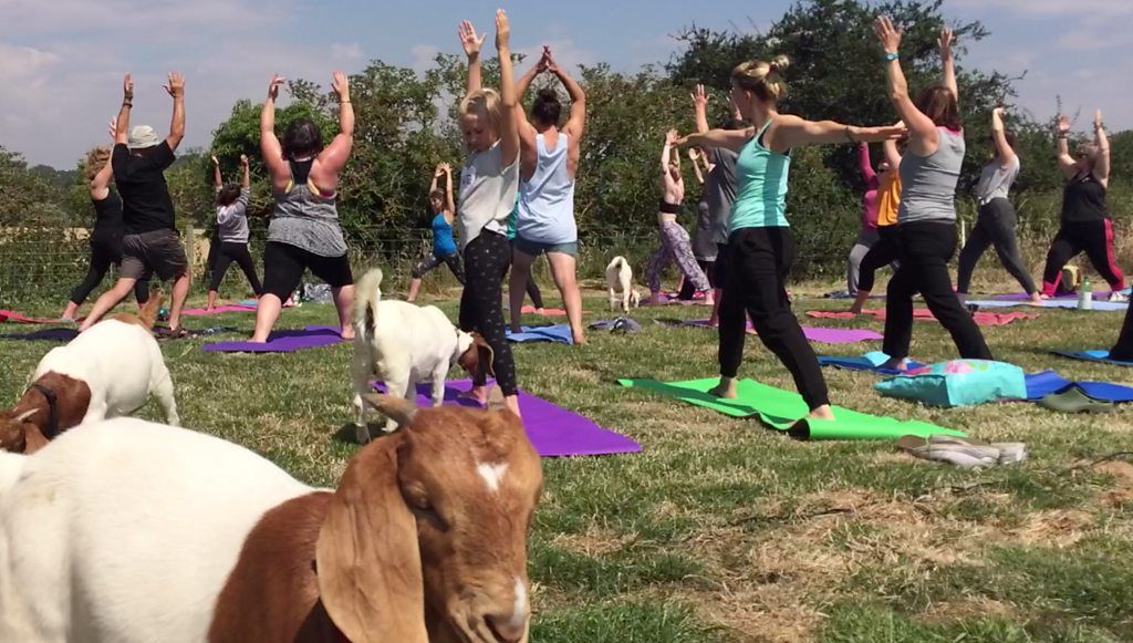 Forget stretching in downward dog, goats are the new kids on the yoga block.