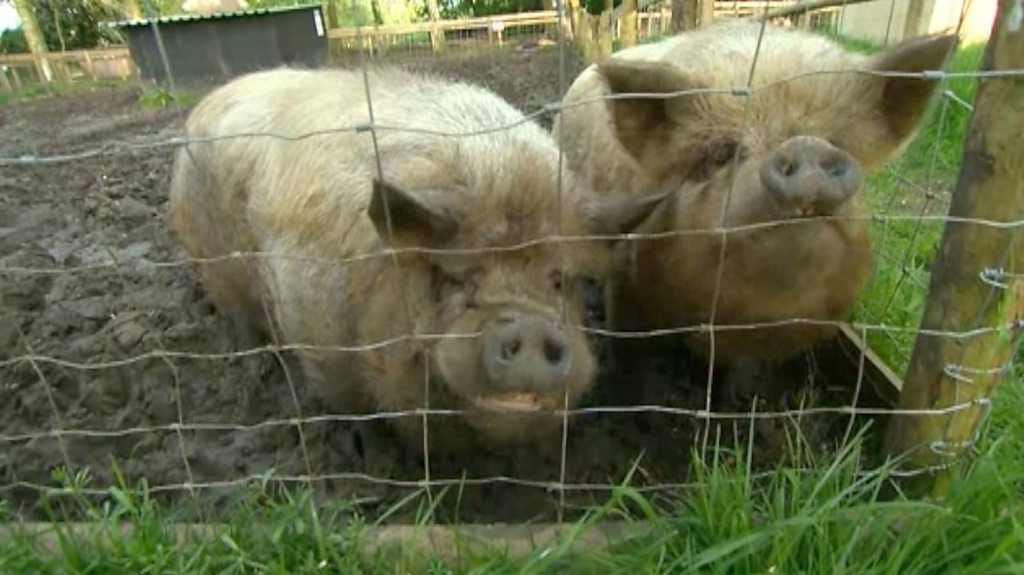 A sanctuary owner says she is now having to turn away some abandoned and neglected pigs.