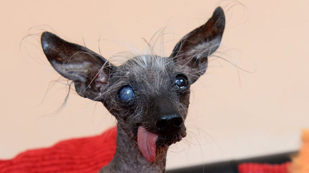 ugliest dog' Chase dies in Wales - BBC News