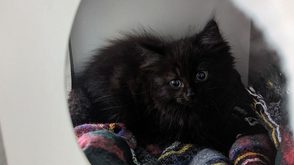 A black, fluffy kitten sitting on a blanket
