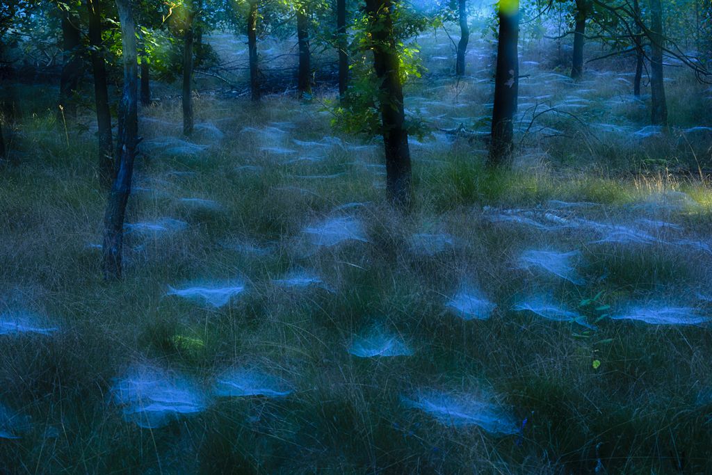 Mystic Forest by Andrew George