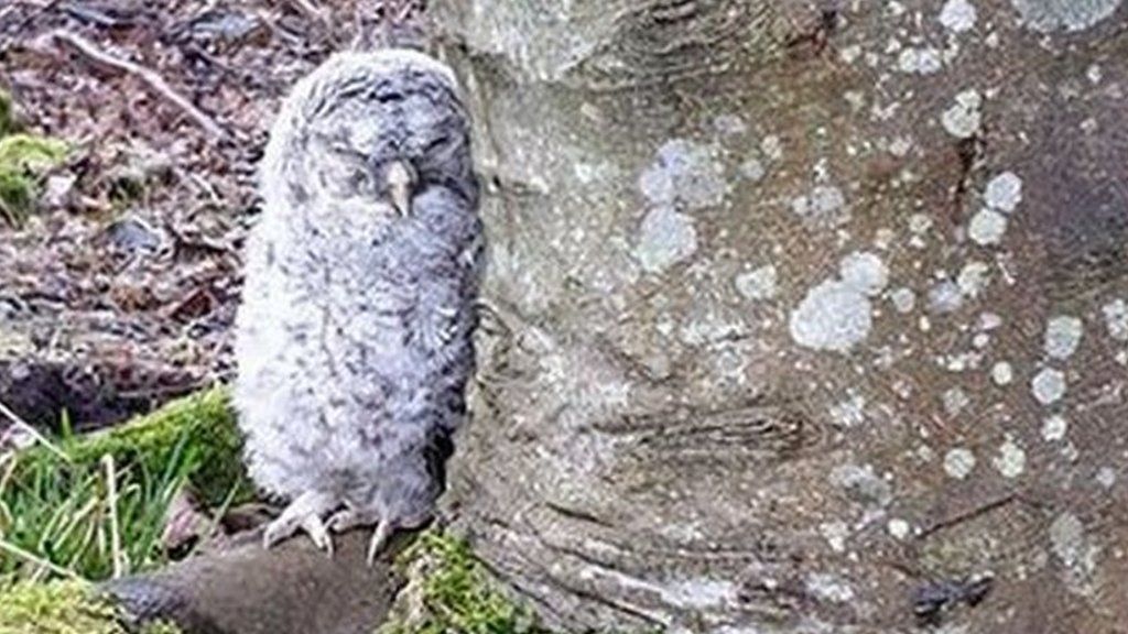 Owl at foot of tree