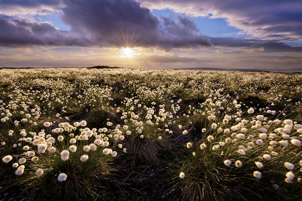 Cotton Grass by Francis Taylor