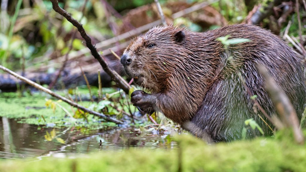 Beaver on the National Trust's Holnicote Estate in Somerset