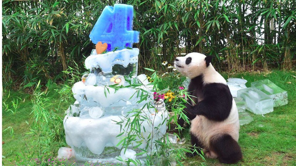 Giant panda Le Bao plays celebrates his birthday in a Seoul zoo - but is he turning 4, 5 or 6?