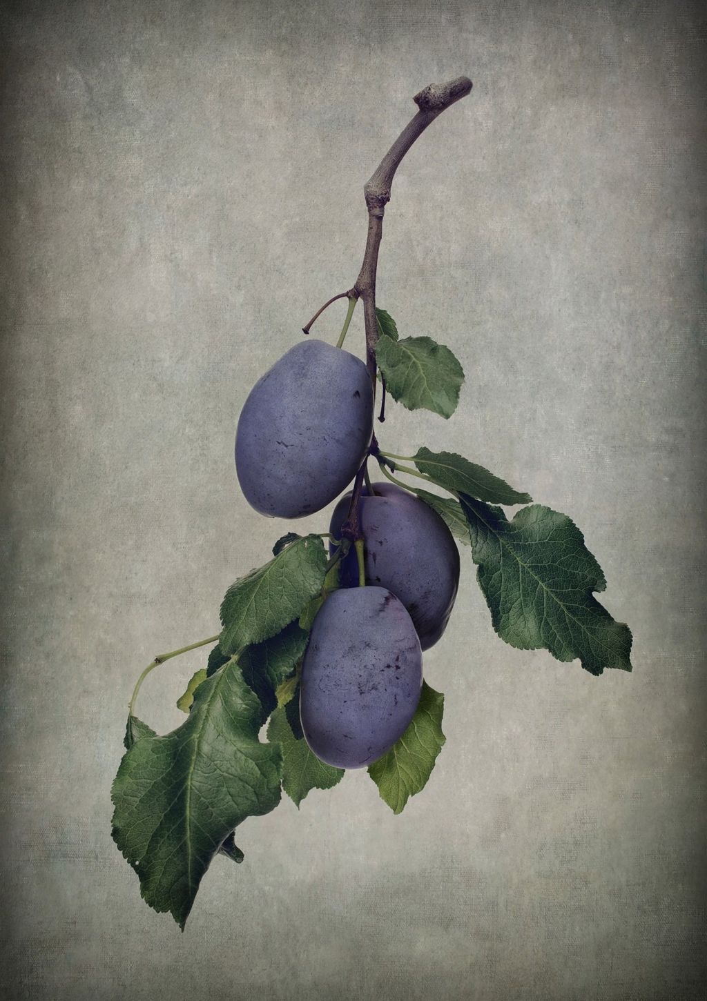 A branch with green leaves and purple plums