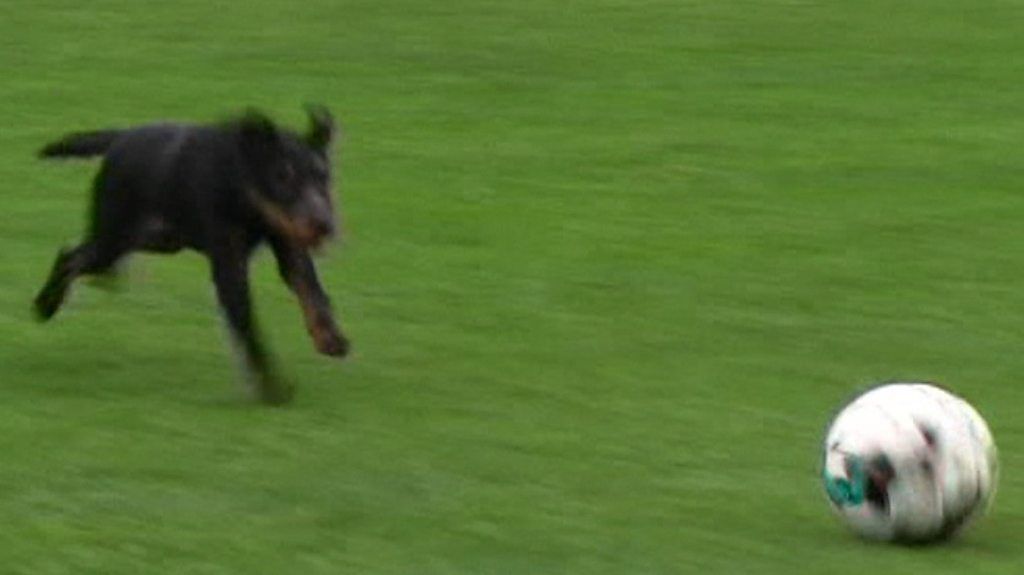 Watch: Dog stops play in Bosnian Premier League and nutmegs player